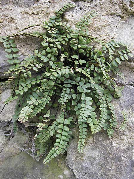 Asplenium trichomanes subsp. hastatum \ Spieblttriger Brauner Streifenfarn, Gehrter Brauner Streifenfarn, D Neckarzimmern 11.4.2010