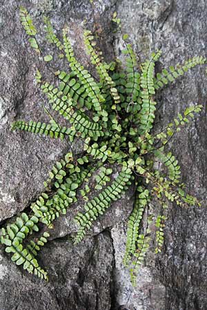 Asplenium trichomanes s.l. \ Braunstieliger Streifenfarn / Spleenwort, D Neckarsteinach 11.4.2010