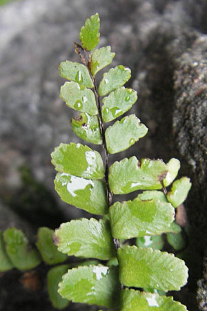 Asplenium trichomanes s.l. \ Braunstieliger Streifenfarn / Spleenwort, D Neckarsteinach 11.4.2010