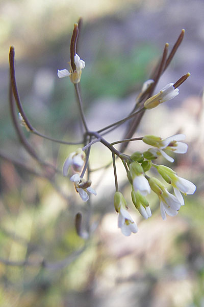 Arabidopsis thaliana \ Acker-Schmalwand / Thale Cress, D Mannheim 22.4.2010