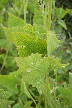 Atriplex prostrata \ Spie-Melde, Spieblttrige Melde / Spear-Leaved Orache, D Ludwigshafen 12.7.2010