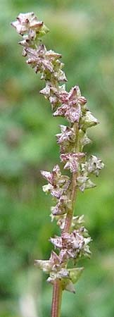 Atriplex prostrata \ Spie-Melde, Spieblttrige Melde, D Mannheim 26.9.2007