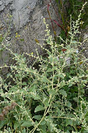 Atriplex rosea \ Rosen-Melde, D Ludwigshafen 11.9.2008