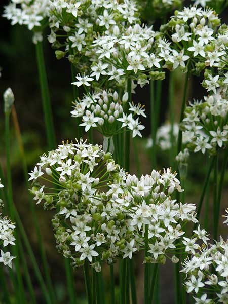 Allium tuberosum \ Schnitt-Knob-Lauch, Chinesischer Schnitt-Lauch / Garlic Chives, Chinese Leek, D Alsbach 21.9.2014