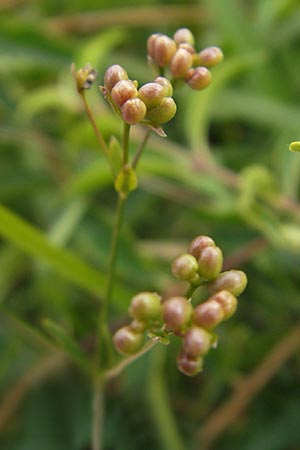 Asperula tinctoria \ Frber-Meister / Dyer's Woodruff, D Eching 30.7.2011