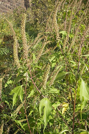 Ambrosia trifida \ Dreilappige Ambrosie / Giant Ragweed, D Mannheim 25.9.2011