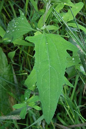 Atriplex patula \ Spreizende Melde, Gewhnliche Melde, D Mainz 30.6.2012