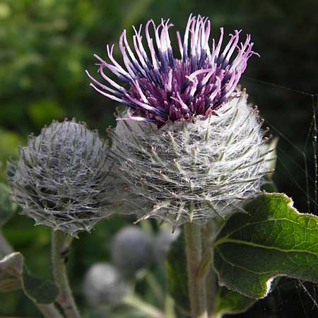 Arctium tomentosum \ Filzige Klette / Woolly Burdock, D Friedewald 27.7.2013