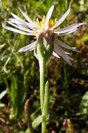 Tripolium pannonicum subsp. pannonicum \ Meer-Aster, Strand-Aster, D Philippsthal-Heimboldshausen 3.10.2013