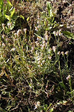 Tripolium pannonicum subsp. pannonicum \ Meer-Aster, Strand-Aster / Sea Aster, D Philippsthal-Heimboldshausen 3.10.2013