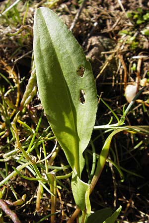 Tripolium pannonicum subsp. pannonicum \ Meer-Aster, Strand-Aster / Sea Aster, D Philippsthal-Heimboldshausen 3.10.2013