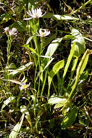 Tripolium pannonicum subsp. pannonicum \ Meer-Aster, Strand-Aster / Sea Aster, D Philippsthal-Heimboldshausen 3.10.2013