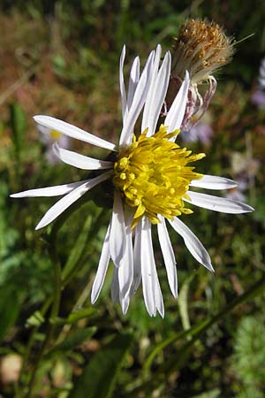 Tripolium pannonicum subsp. pannonicum \ Meer-Aster, Strand-Aster / Sea Aster, D Philippsthal-Heimboldshausen 3.10.2013