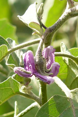 Solanum melongena \ Aubergine, Eierfrucht / Aubergine, Eggplant, D Mannheim 8.10.2011