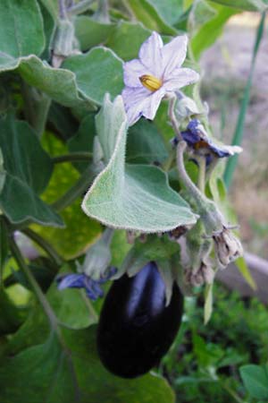 Solanum melongena / Aubergine, Eggplant, D Mannheim 26.6.2014