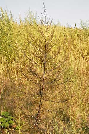 Artemisia vulgaris \ Gewhnlicher Beifu / Mugwort, D Viernheim 7.9.2009
