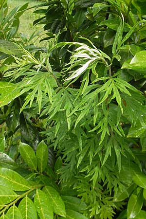 Artemisia verlotiorum \ Ostasiatischer Beifu, Kamtschatka-Beifu / Chinese Mugwort, D Insel/island Reichenau 18.6.2011