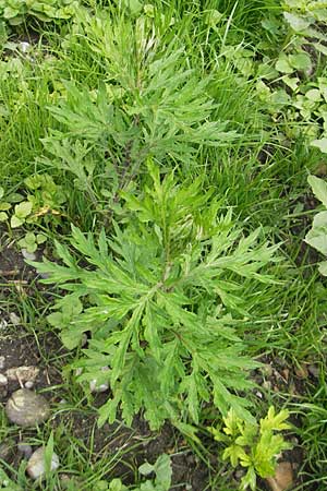 Artemisia verlotiorum \ Ostasiatischer Beifu, Kamtschatka-Beifu, D Insel Reichenau 18.6.2011