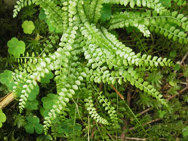 Asplenium viride \ Grnstieliger Streifenfarn / Green Spleenwort, D Berchtesgaden 20.6.2011