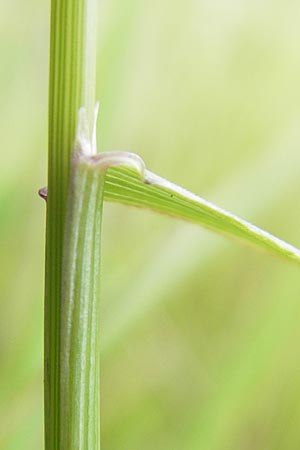 Agrostis vinealis \ Sand-Straugras / Brown Bentgrass, D Hassloch 21.6.2012