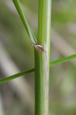 Agrostis vinealis \ Sand-Straugras, D Hassloch 21.6.2012