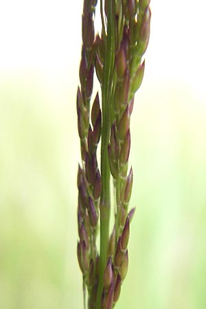 Agrostis vinealis \ Sand-Straugras, D Hassloch 21.6.2012