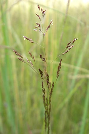 Agrostis vinealis \ Sand-Straugras, D Hassloch 21.6.2012