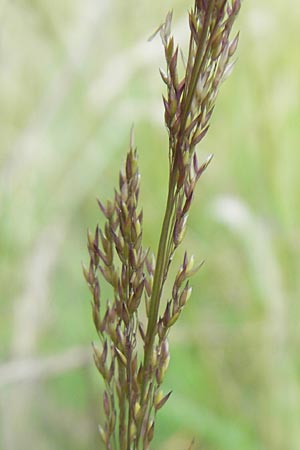 Agrostis vinealis \ Sand-Straugras, D Hassloch 21.6.2012