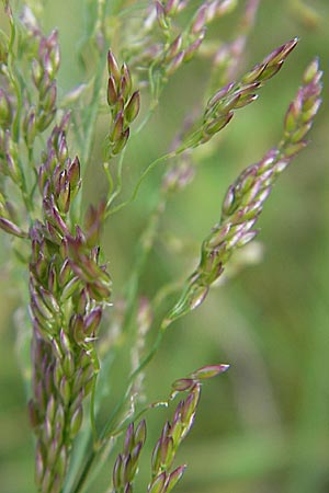 Agrostis vinealis \ Sand-Straugras, D Hassloch 21.6.2012