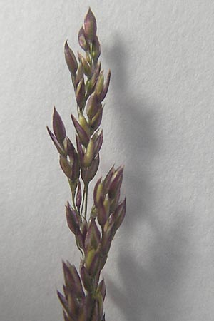 Agrostis vinealis \ Sand-Straugras, D Hassloch 23.6.2012