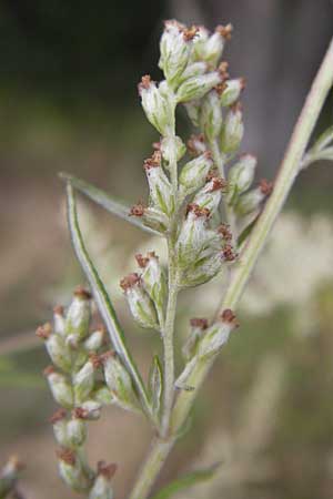 Artemisia verlotiorum \ Ostasiatischer Beifu, Kamtschatka-Beifu, D Viernheim 21.8.2012