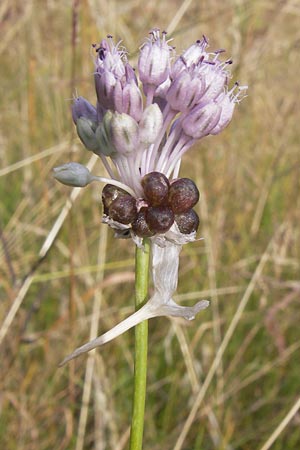 Allium vineale \ Weinberg-Lauch / Wild Onion, D Kelsterbach 13.7.2013