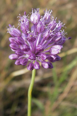 Allium vineale \ Weinberg-Lauch / Wild Onion, D Kelsterbach 13.7.2013