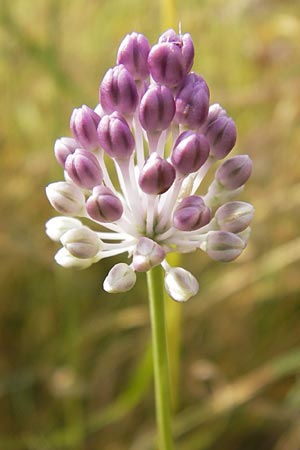 Allium vineale \ Weinberg-Lauch / Wild Onion, D Kelsterbach 13.7.2013