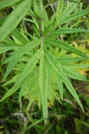 Artemisia verlotiorum \ Ostasiatischer Beifu, Kamtschatka-Beifu, D Leutershausen 15.9.2014