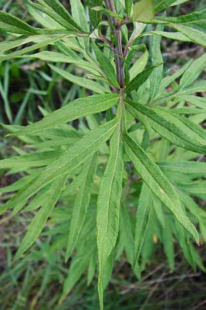 Artemisia verlotiorum \ Ostasiatischer Beifu, Kamtschatka-Beifu, D Leutershausen 15.9.2014