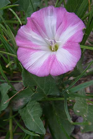 Convolvulus arvensis \ Acker-Winde, D Lampertheim 27.5.2008