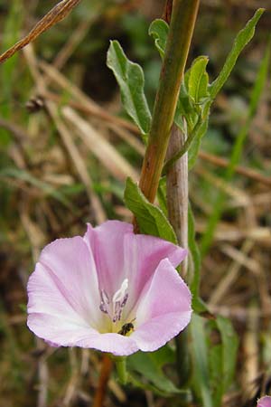 Convolvulus arvensis \ Acker-Winde, D Gladenbach 17.8.2014