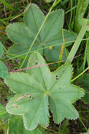 Alchemilla monticola \ Bergwiesen-Frauenmantel, D Rhön, Wasserkuppe 6.7.2013