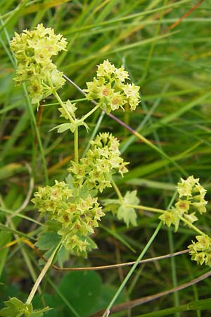 Alchemilla monticola \ Bergwiesen-Frauenmantel, D Rhön, Wasserkuppe 6.7.2013