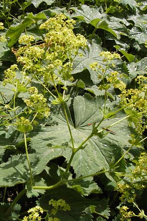 Alchemilla xanthochlora \ Gelbgrner Frauenmantel, D Schwarzwald, Hornisgrinde 31.7.2013