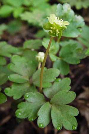 Adoxa moschatellina \ Moschuskraut / Moschatel, Town-Hall Clock, D Wertingen-Binswangen 1.4.2014