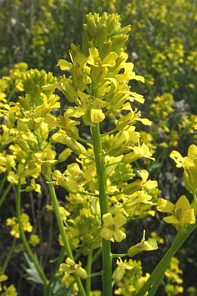 Barbarea vulgaris \ Gewhnliches Barbarakraut, D Spessart, Steinau 6.5.2006