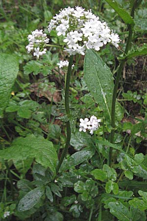 Valeriana dioica / Marsh Valerian, D Odenwald, Unterabtsteinach 20.5.2006