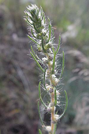 Bassia laniflora, Sand-Radmelde