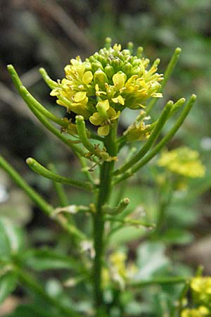 Barbarea intermedia \ Mittleres Barbarakraut / Medium-Flowered Winter Cress, D Schwarzwald/Black-Forest, Todtnau 18.8.2007