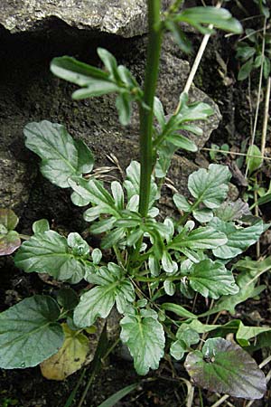 Barbarea intermedia \ Mittleres Barbarakraut / Medium-Flowered Winter Cress, D Schwarzwald/Black-Forest, Todtnau 18.8.2007