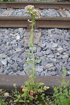 Centranthus calcitrapae \ Fuangel-Spornblume, D Mannheim 3.5.2009