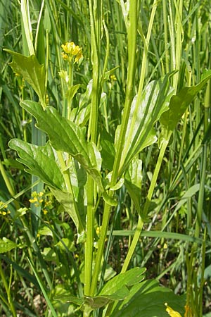 Barbarea stricta \ Steifes Barbarakraut / Small-Flowered Winter Cress, D Lampertheim 16.5.2009