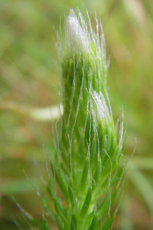 Lycopodium clavatum / Stag's-Horn Clubmoss, Common Clubmoss, D Odenwald, Beerfelden 21.8.2009